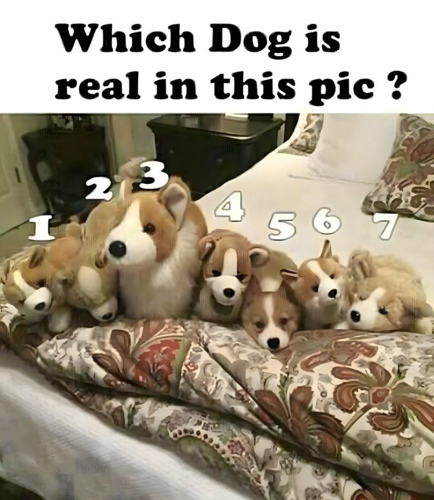 TargetYourulah's tweet photo. Which one is real dog??!!
#viral https://t.co/4ApavMOLch