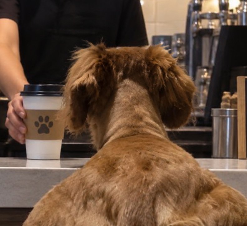pumpeddog's tweet photo. gm gm 

pumped dog had to go grab some espresso this am! https://t.co/Bt6nNJi7Ad