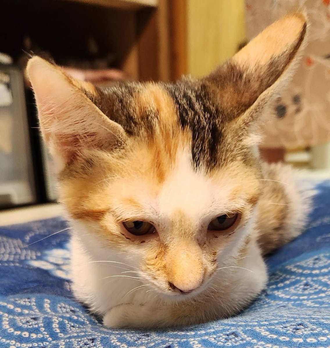 luv_less_Bluved's tweet photo. オッドアイちゃんは持病(呼吸器系)があって毎週毎週病院通いだったんだけど、
ついに治療中にショック症状を起こしてそのまま虹の橋を渡ってしまった🥲
その代わりではないけど、次は居残り組三毛猫ちゃんが家なき子なので来月永遠の家族になることになりました😌
#保護猫活動 #保護猫備忘録 https://t.co/wUmOZFRZ70