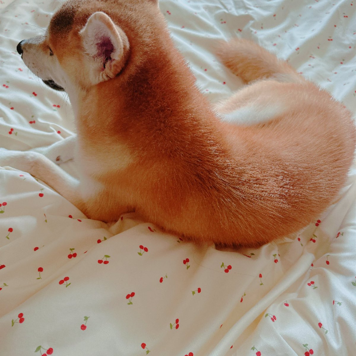 N_BOX_N's tweet photo. 🐕 ͗ ͗ https://t.co/k2jrbHOKm6
