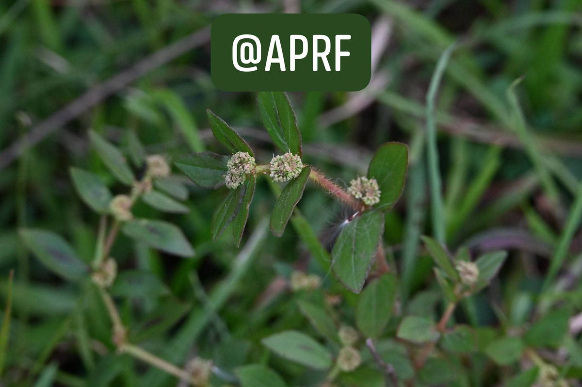 SubhaRout_1998's tweet photo. Exploring the floral diversity of Rairangpur Forest Division, Mayurbhanj, Odisha.

Thankful to @pccfodisha @PCCFWL_Odisha and special thanks to @dforairangpur 

@BiotechSanjeet @ajinkyabankar https://t.co/JPdmNgNL6e