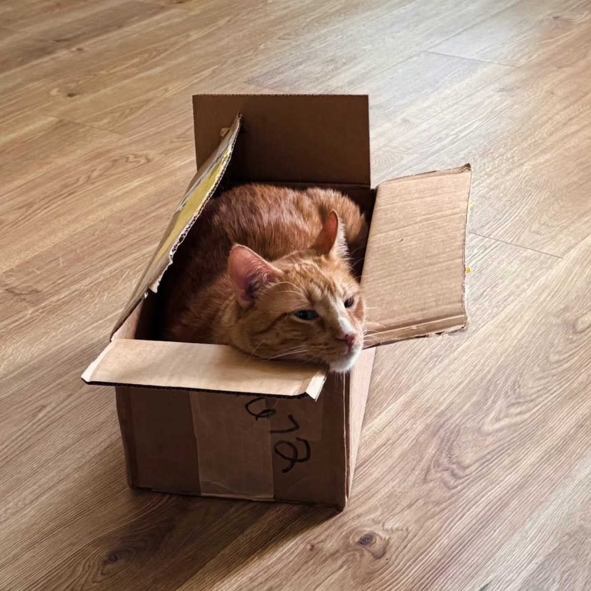 JacksonMurer's tweet photo. Vanderlyle, king of boxes. https://t.co/GjOL80vXok