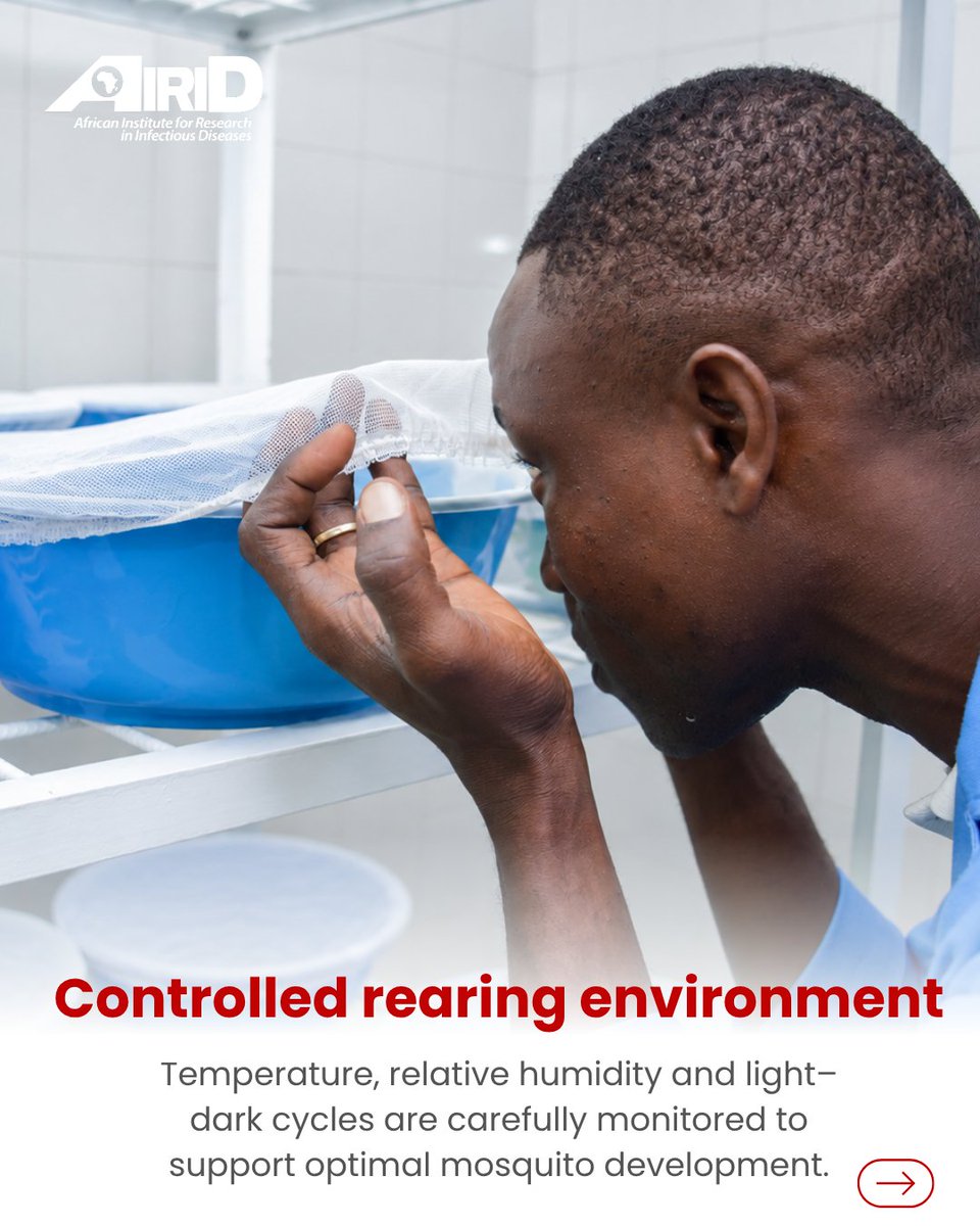 airid_africa's tweet photo. 🦟 At AIRID, diverse mosquito colonies support rigorous evaluation of vector-control tools, generating reliable evidence to tackle insecticide resistance and malaria. 🔬🌍 #AIRIDAFRICA #VectorControl https://t.co/HRvPYRExDy