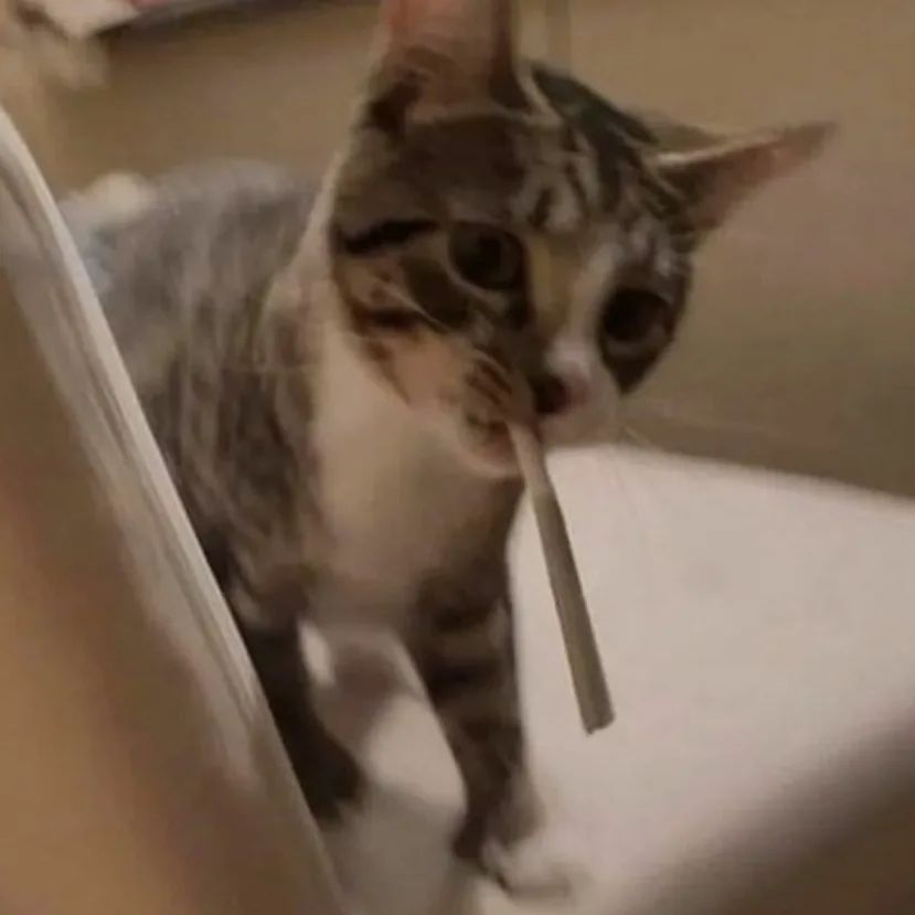 PunchingCat's tweet photo. https://t.co/mPmnnqZJcM
