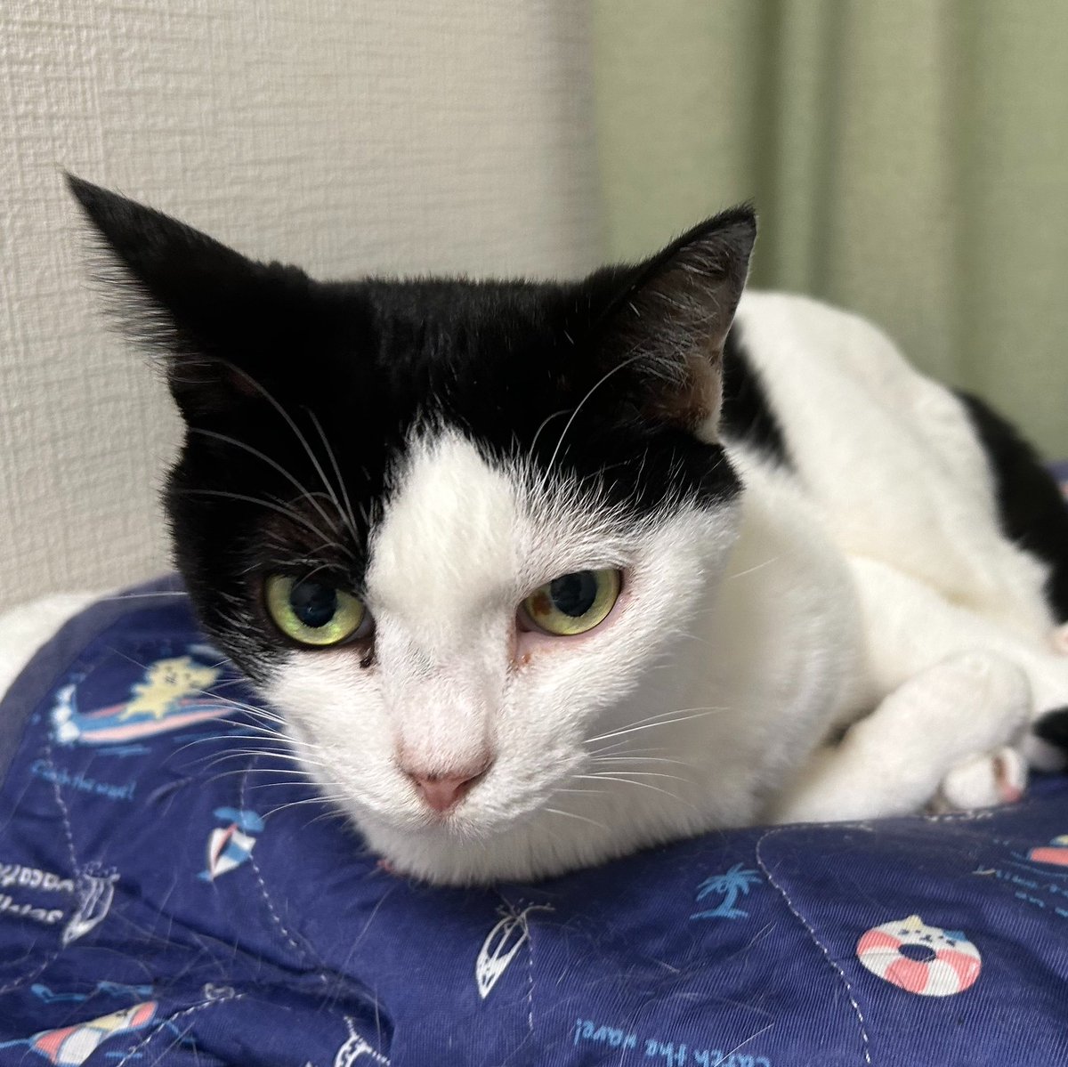 hoya_cats's tweet photo. 風船とんだ！
もみじさん13歳です。⋅**ᎻᎯᏢᏢᎩ ᏰᎨᎡᎱᎻDᎯᎩ**⋅ https://t.co/lhizdiJ3gU