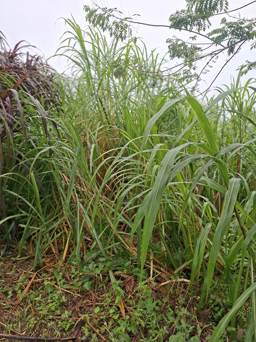 mwachuiz's tweet photo. Plant fodder for your livestock during the predicted el nino rains! https://t.co/De7x8OyXTc