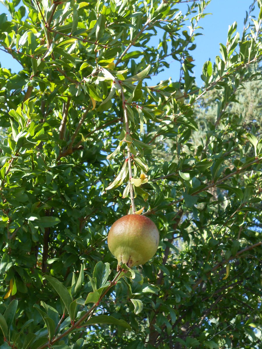 AnkhEsseneMoon's tweet photo. September : pomegranate (antiparasitic), wild rose hips (Vit. C), hawthorn (cardiovascular health). All three are tinctorial plants as well, giving a yellow, peach or pastel-orange hue. https://t.co/EjqChxSIlS