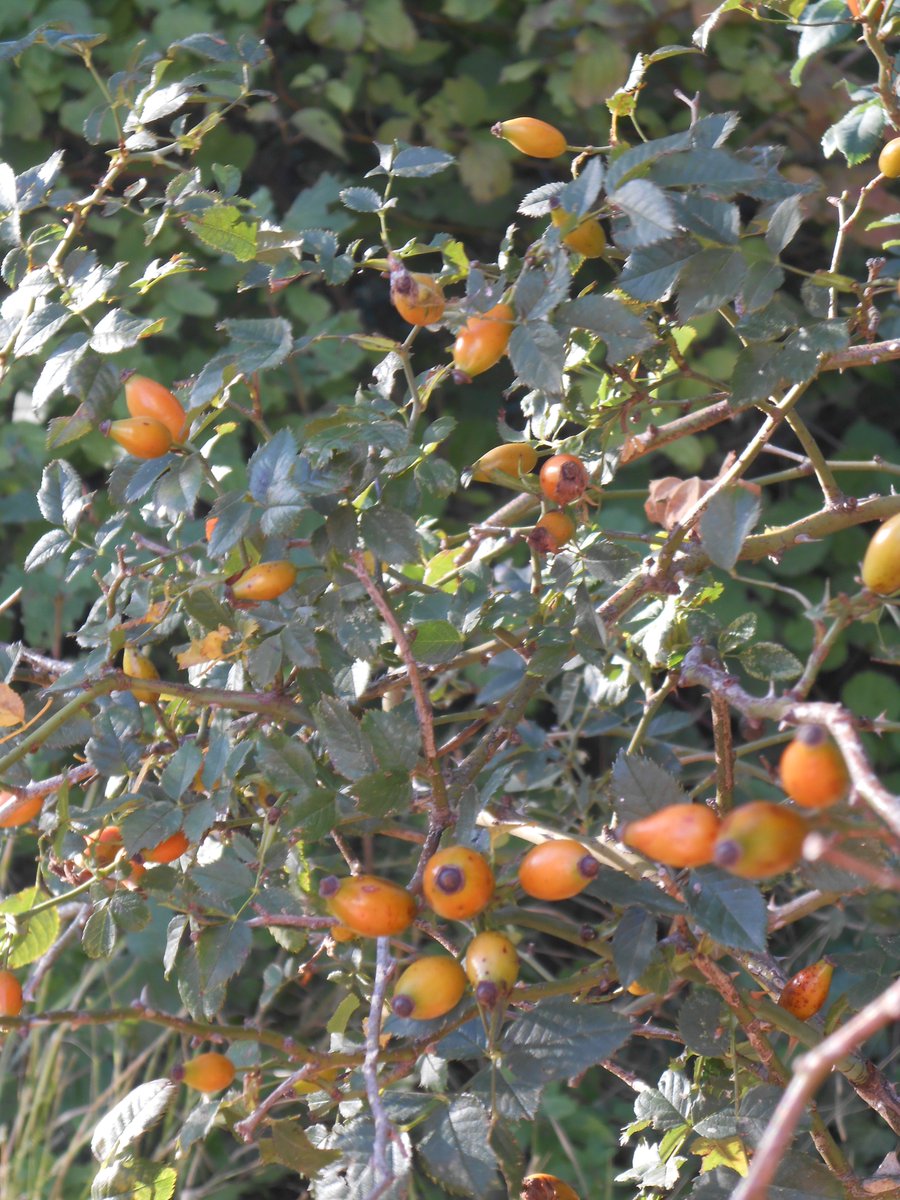 AnkhEsseneMoon's tweet photo. September : pomegranate (antiparasitic), wild rose hips (Vit. C), hawthorn (cardiovascular health). All three are tinctorial plants as well, giving a yellow, peach or pastel-orange hue. https://t.co/EjqChxSIlS