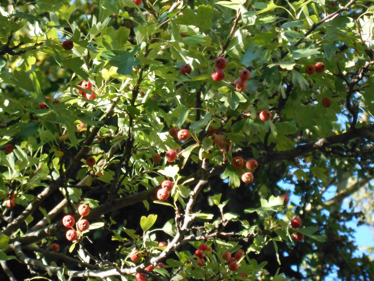 AnkhEsseneMoon's tweet photo. September : pomegranate (antiparasitic), wild rose hips (Vit. C), hawthorn (cardiovascular health). All three are tinctorial plants as well, giving a yellow, peach or pastel-orange hue. https://t.co/EjqChxSIlS