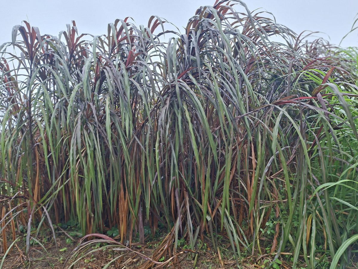 mwachuiz's tweet photo. Plant fodder for your livestock during the predicted el nino rains! https://t.co/De7x8OyXTc