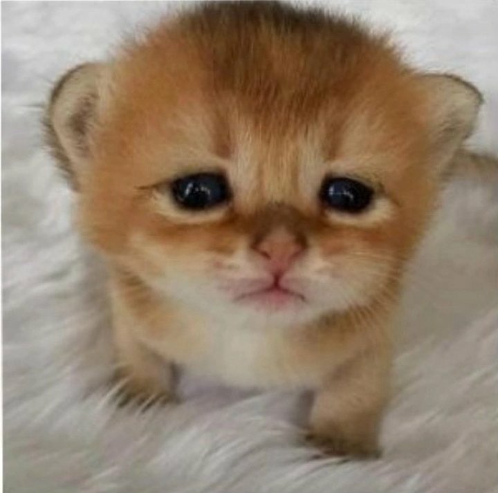 heed_the_wind's tweet photo. Kitty pics for me to Redraw Scarlet over later https://t.co/MDaOVHWjxR
