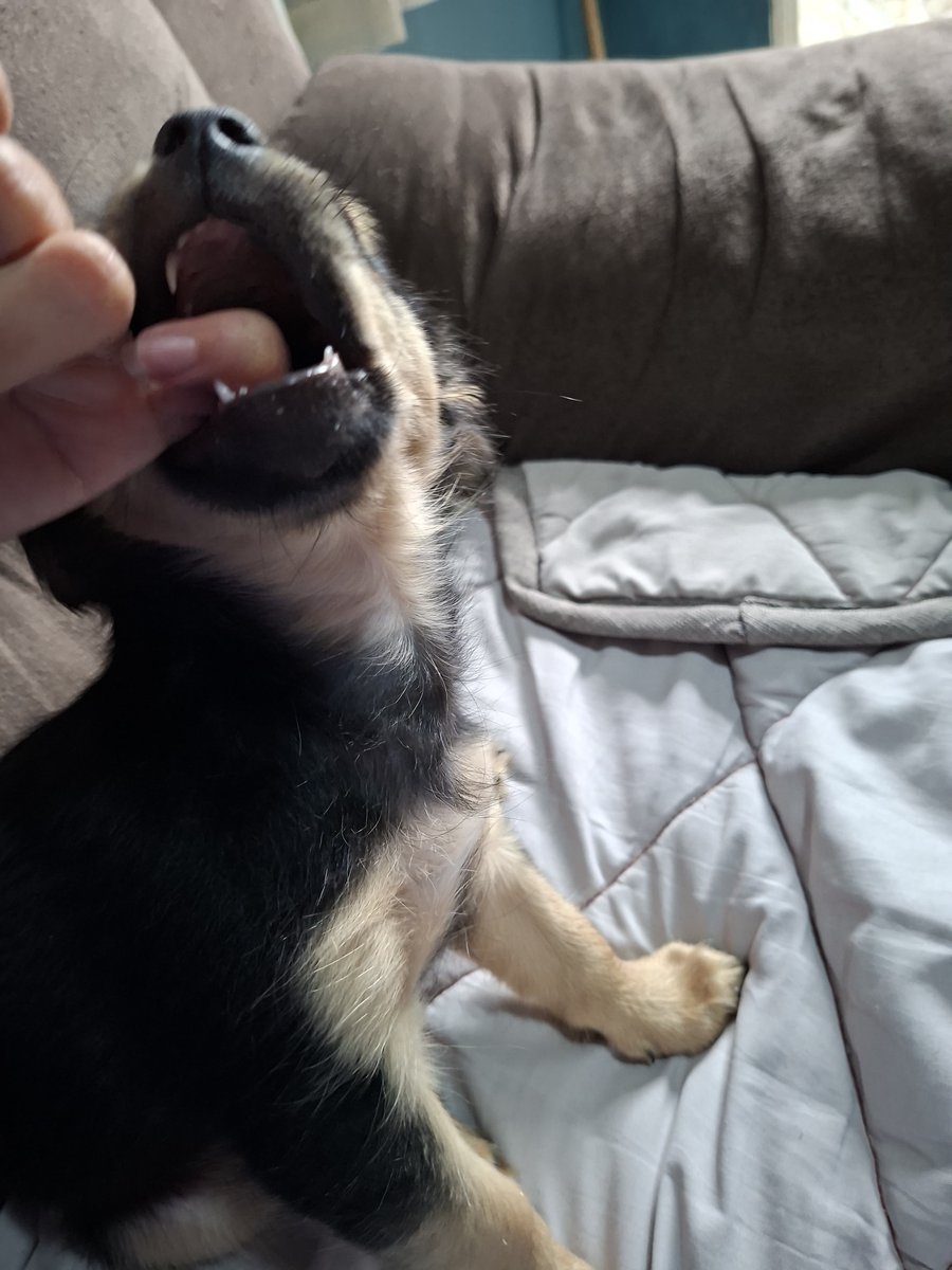 acervoppppets's tweet photo. regininha sempre atacada https://t.co/E7LLsnUX56