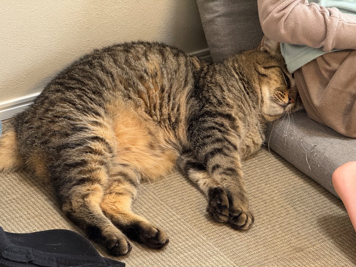 NekonaviJP's tweet photo. 【今日のにゃんこ】

これはお友達が帰ってしもて寂しくなってくっついてるﾈｺﾁｬﾝ

トラ@yonasawa https://t.co/eye8VTKHw5
