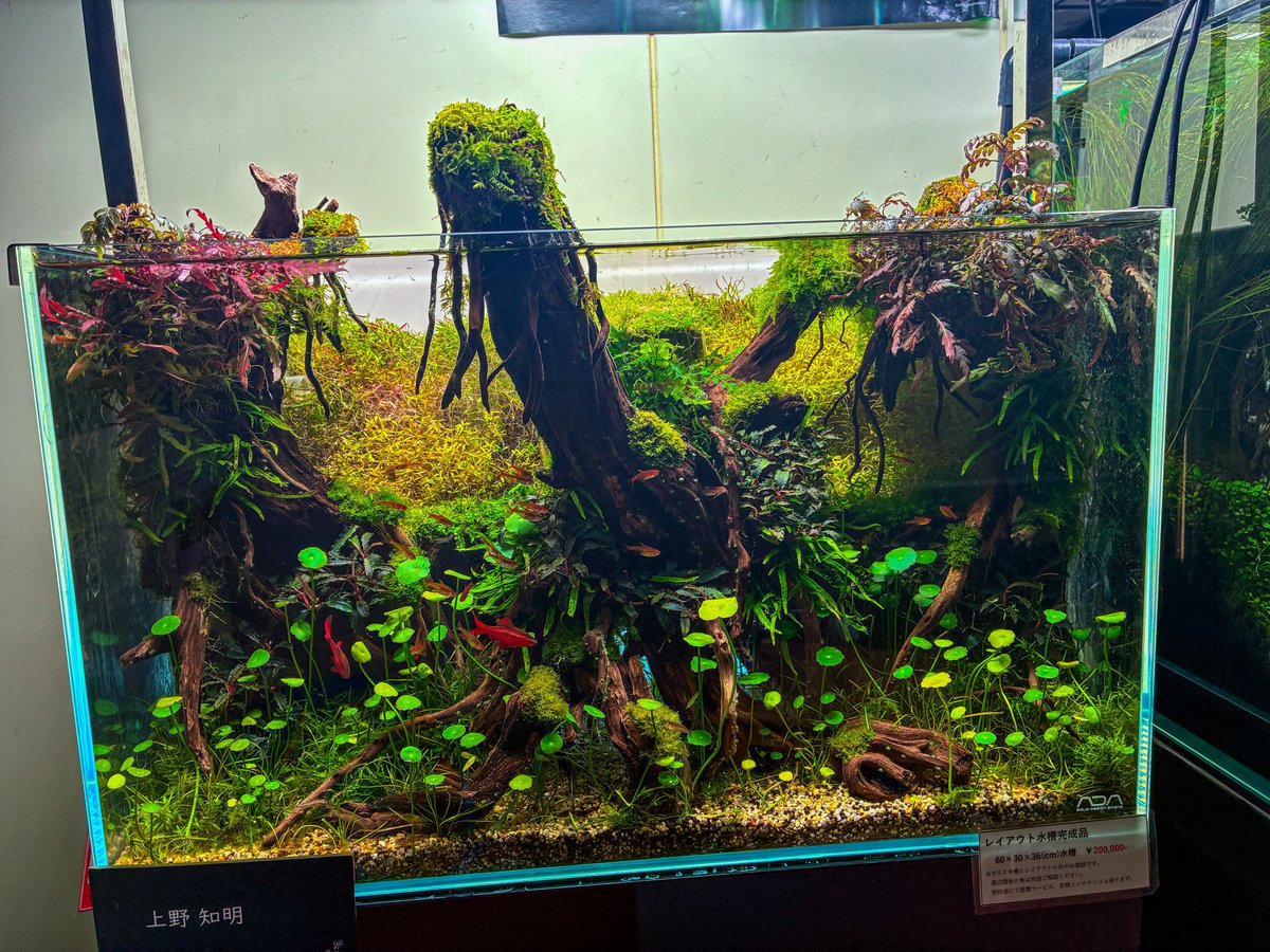 tomoakiueno0223's tweet photo. 「お天気悪いし暇でしょ……」と思ってトリミングを始めたら意外に忙しくて、てんやわんや。ありがとうございます。
……ちなみに、今日は同業者が5組ご来店されました（笑）
ご同業の方もウェルカムなので、むしろ名乗ってくださいね！ https://t.co/RMYD1ah6n8