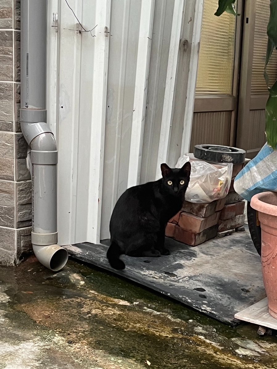 SummerbyMay's tweet photo. 😍
#cats
#Kaohsiung https://t.co/nBMfuNYCiG