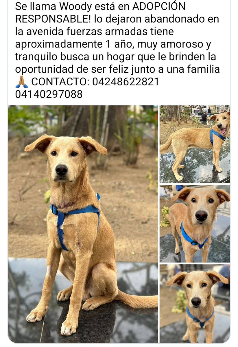 PerroUsuario's tweet photo. Busca un hogar responsable. Caracas https://t.co/hrR9ugjAh7