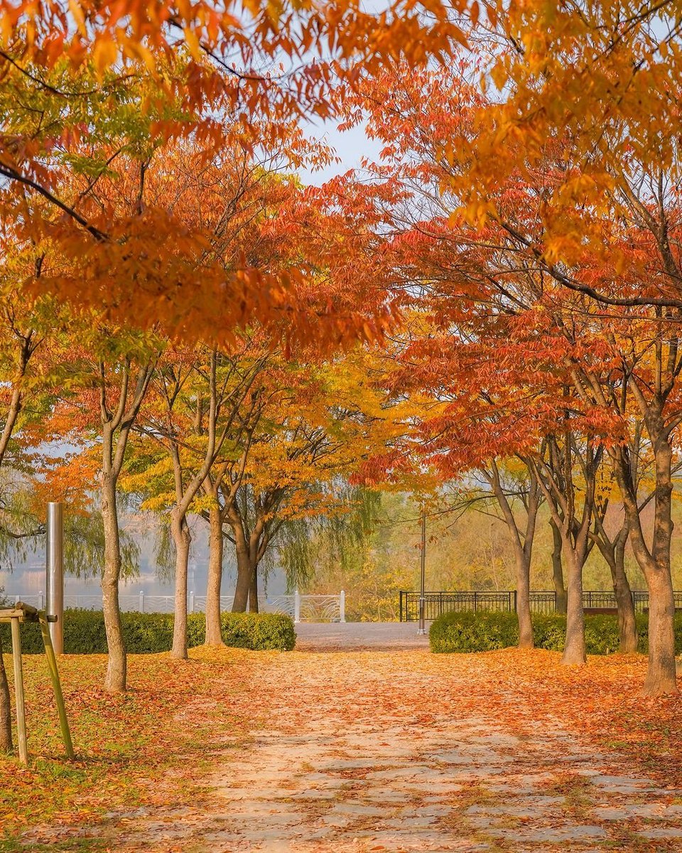 FilibertoWaj9's tweet photo. Chilly autumn breeze + golden leaves = pure cozy weather perfection https://t.co/EgZ6HwLSTy