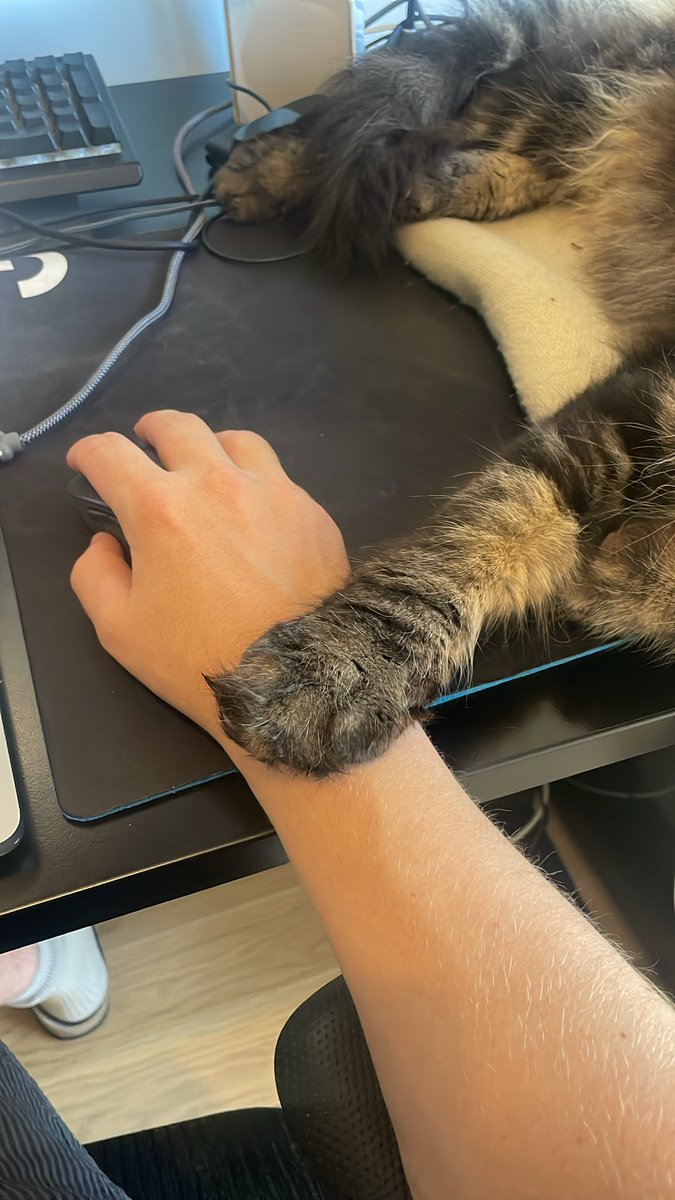 ReytJB's tweet photo. When your cat kindly suggests to take a break https://t.co/23ulJQTwA6