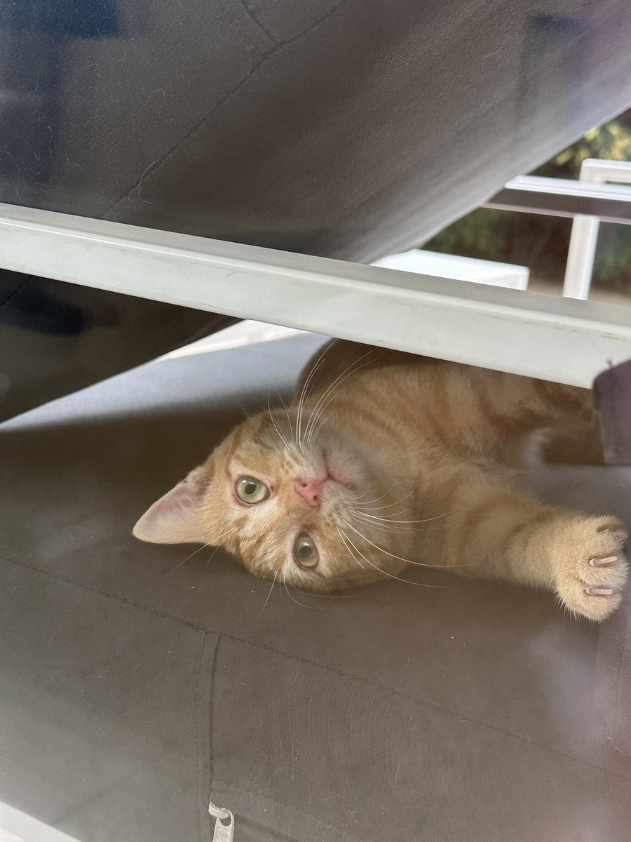flooweroong's tweet photo. Les chats à Rhodes, les Loulous on en a 3,4 qui squattent l’hôtel https://t.co/mw1ir4ckTI