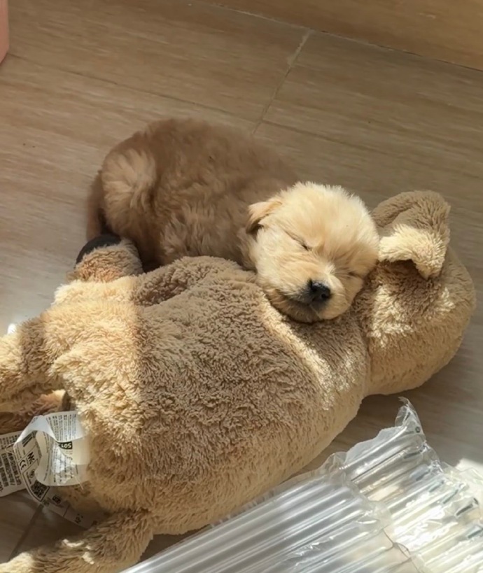 RobbieLenoge's tweet photo. [My pup’s snuggles are the best stress reliever—grateful for this fluffy sidekick every single day!]， https://t.co/fYU8gMrCQF