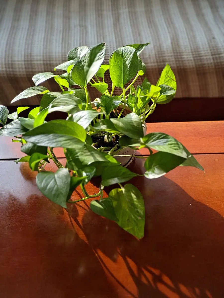 JeannettaAclwg's tweet photo. Your pothos loves bright indirect light u0026 weekly drinks—easy wins for lush, trailing growth! https://t.co/R4u6Arcnvj
