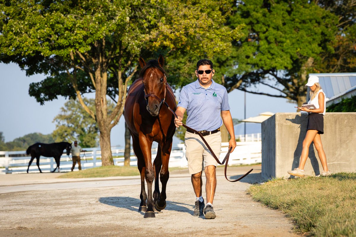 FedamoreStable's tweet photo. Plenty of action at the barn this morning. 🏃‍♂️ 

Come by and see our 6️⃣ quality Book 2 yearlings at Barn 40. https://t.co/9mx2j1MoJI