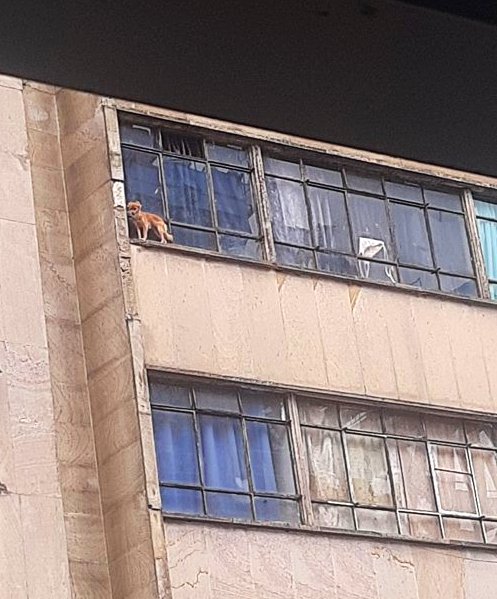 PlataformaALTO's tweet photo. Ayuda SOS   @AnimalesBOG 
Nos avisan que este perrito está a punto de caerse desde el quinto piso de un edificio frente a la estación temporal de Transmilenio de la calle 22, Bogotá.  
Auxilio 🆘 https://t.co/B4iYdSBUwk