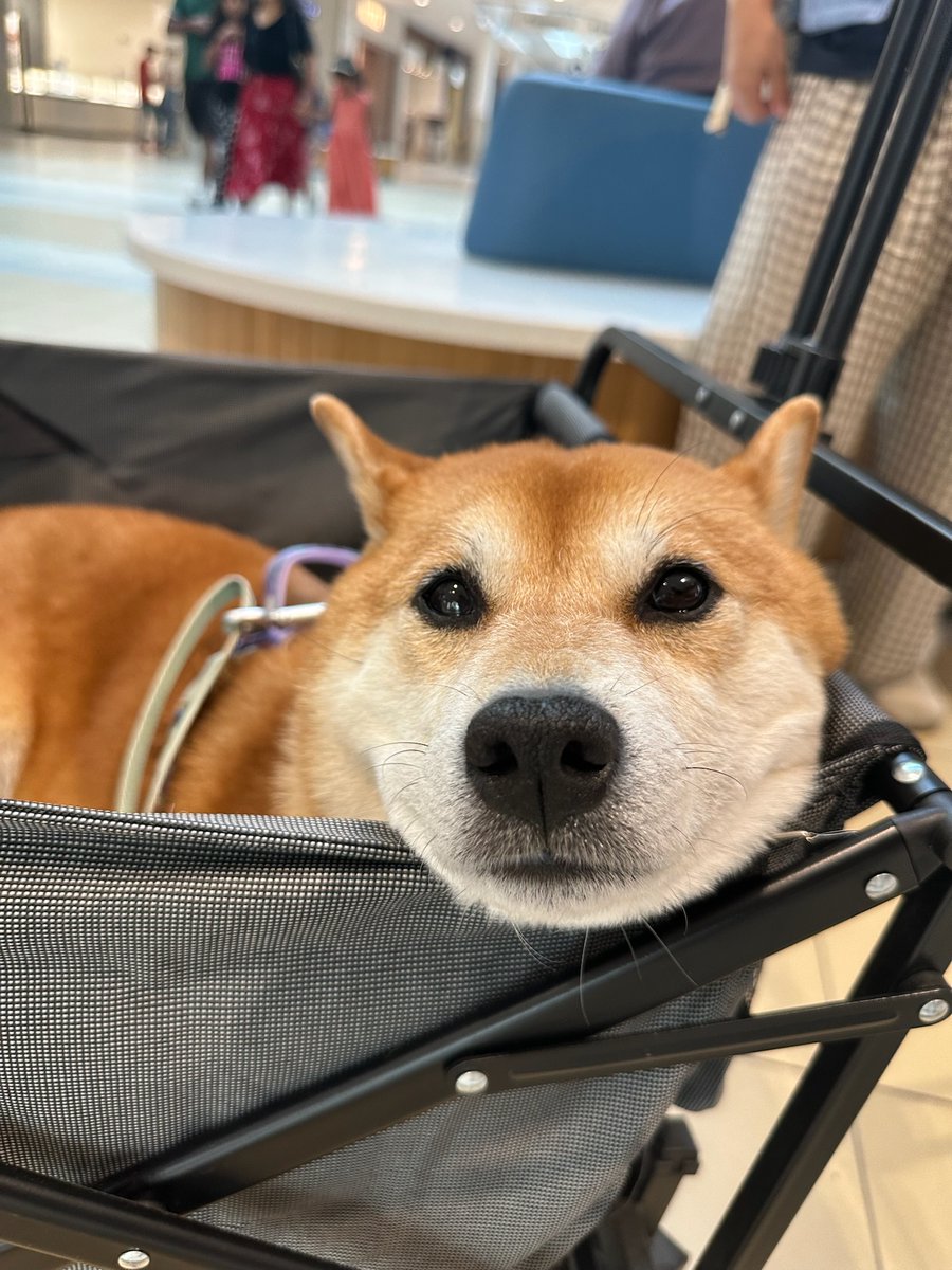 SiroOnChain's tweet photo. My today's vibe is like watching BTC like I have nothing to lose...

#bitcoins https://t.co/B39fmD4lo2