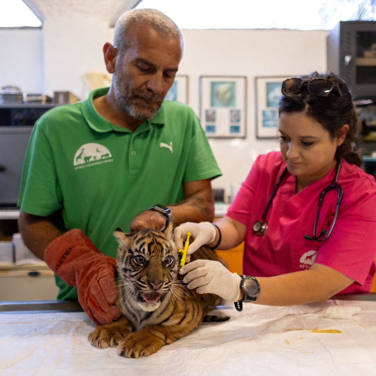 Naturegir360's tweet photo. Three rare Sumatran tiger cubs born in Greece offer hope for the species

The cubs were born at a zoo near Athens as part of an international effort to help protect the critically endangered species. Fewer than 400 Sumatran tigers are believed to remain in the wild https://t.co/wsVUxIxssM