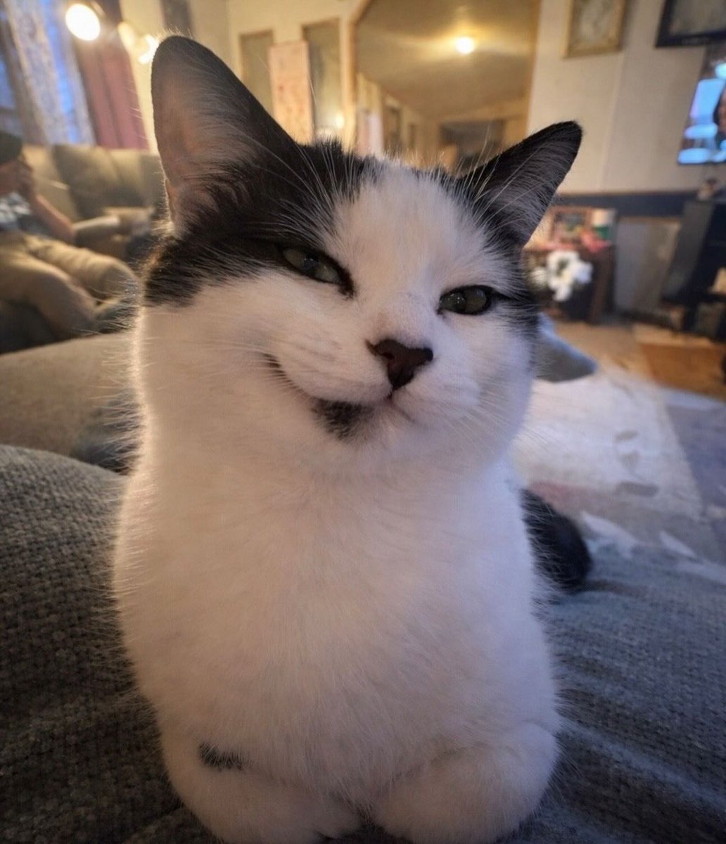 catsdotjpg's tweet photo. https://t.co/BqqUOODhPT