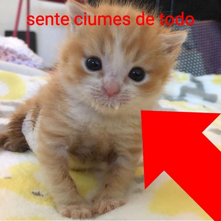 ratsdontcryy's tweet photo. #ciumestwt https://t.co/Uxcs0oTcMk
