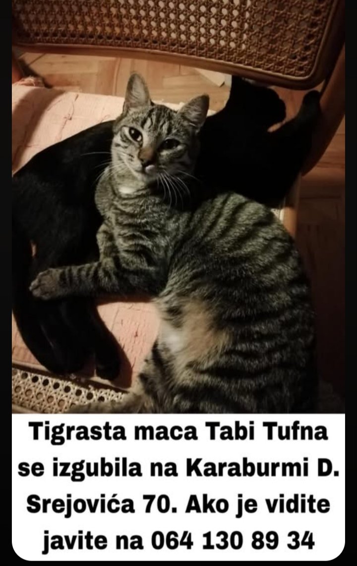 Dzipitka's tweet photo. Na Karaburmi u Dragoslava Srejovića izgubljena siva tigrasta maca Tabi Tufna 14.9. 
Javite na tel sa slike, ako je vidite. Hvala https://t.co/JRaEQLyOu6