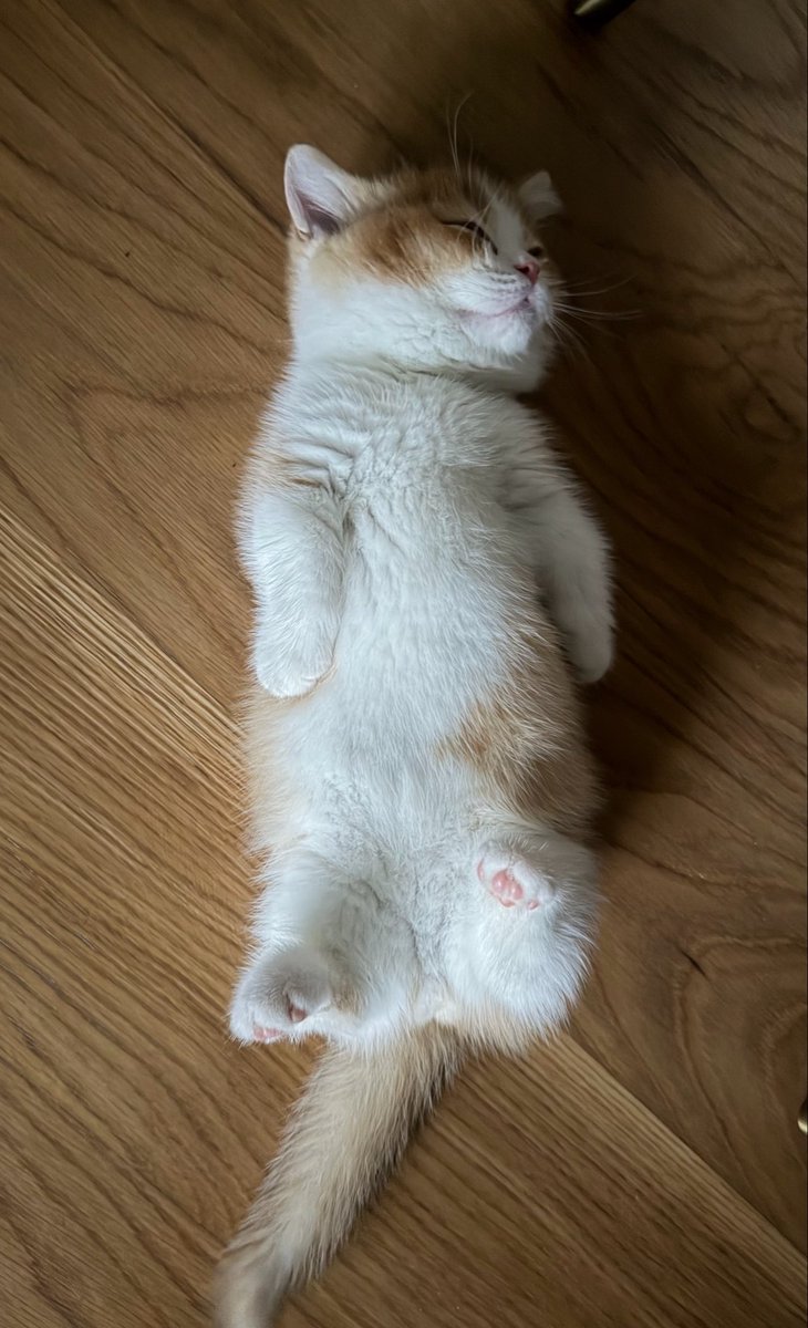 poniefav's tweet photo. เฟลิกซ์เก่มจังความฉามาดพิเสด นอนหงาย ยืนฉองขา ป๊าถ่ายอวดท้างวานนน🐈💘  #Santapp https://t.co/PVo4QS1bRE