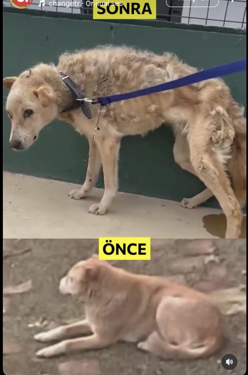 Srpulsy's tweet photo. Korkudan altına işeyen köpek…
Sadece 15 günde… Kalıcı barınağa gerek yok demelerinin sebebi bu!
2 yılda 1.000.000 köpek bu şekilde öldü/öldürüldü!

Kanunda öldürme nerede demişlerdi, o halde bu köpekler nerede?

Toplum en zayıfı korumadı.
Allah bizi affetmesin! https://t.co/kk1uiu96j0