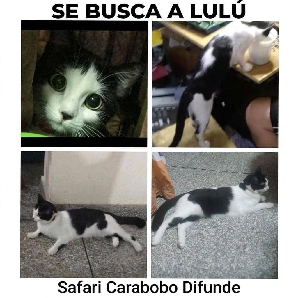 NuriTrejo's tweet photo. #16Sep. Seguimos buscándote, Lulú. Extraviada en Safari #Carabobo (🇻🇪). Si tienes noticias o la rescataste, por favor contáctanos: 04120337999 WhatsApp y/o DM en X a @NuriTrejo. No perdemos la esperanza. #LuluEsElMilagro.
#NoAbandones #LaCalleNoEsHogar ¡Lulú Somos Todos! https://t.co/R6cxvFfghS