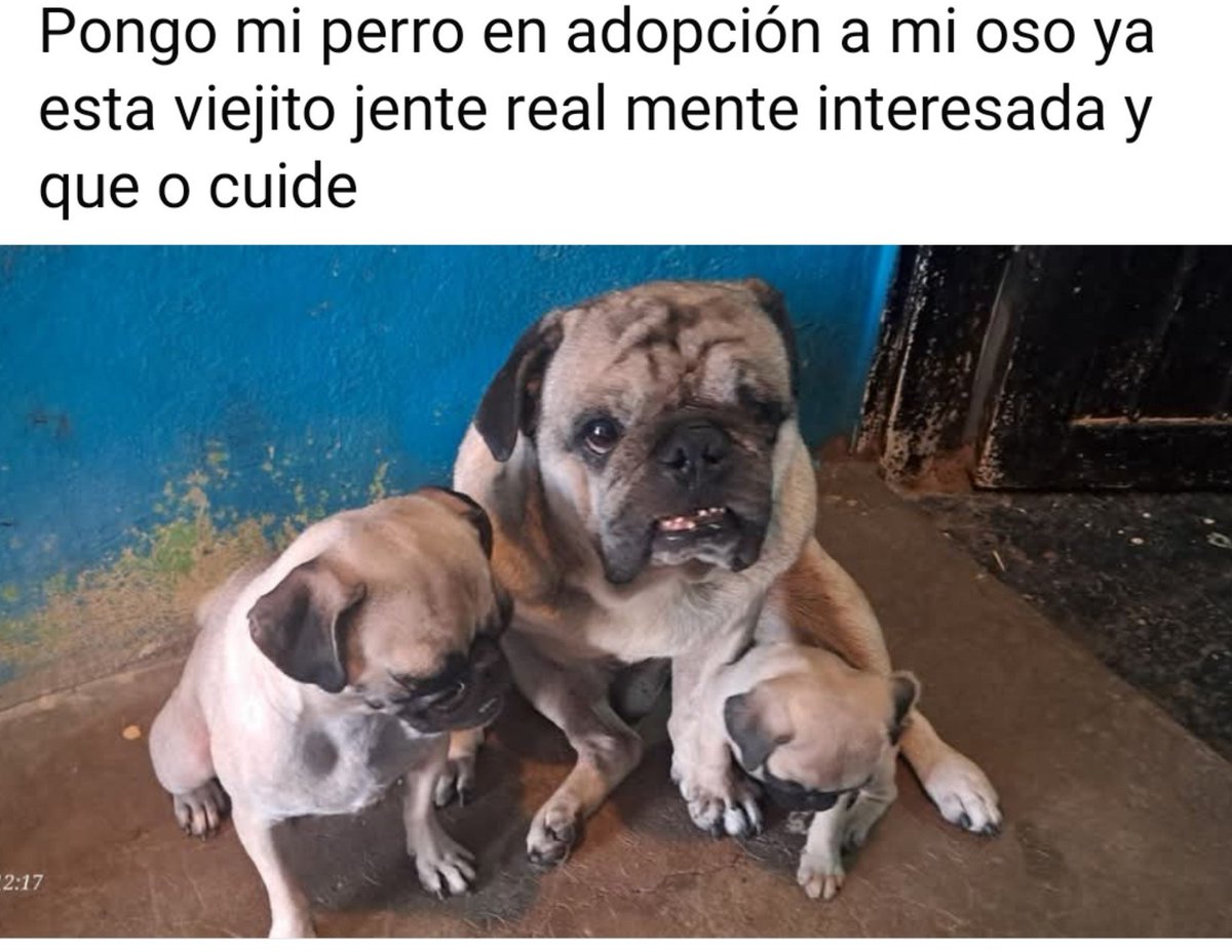 VIBRAmascotas's tweet photo. Después de una vida acompañando a esta persona , dando todo su amor , ahora que es viejito se quieren deshacer de él ....
Parece chiste , pero desgraciadamente pasa mucho 
🥺 https://t.co/DZIXjgbLEw