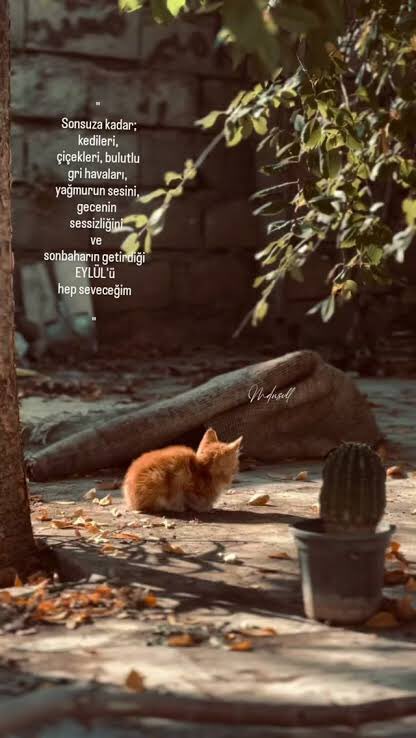 Sweet_Cat222's tweet photo. #Mutlu keyifli 
            akşamlar ☕️🌻🍃🧚‍♀️ https://t.co/hTDUsW3y1E