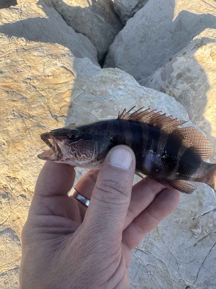 surfcasting06's tweet photo. #Fishing #Peche #leurre lame vibrante @Bassdashfishing @AliExpressFr https://t.co/70e8NrP9e1