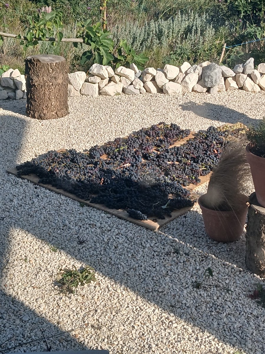 PulseNor's tweet photo. @FlowerdewBob Sound awsome. Sundrying muscat. https://t.co/z8Ez2VaXEm