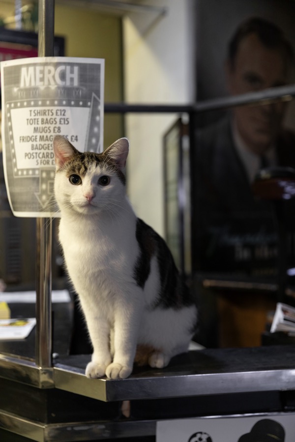 thegentleauthor's tweet photo. This is Billy the Cinema Museum cat. I visited the Museum to meet one of the founders, Martin Humphries, to write a feature for The World of Interiors about the campaign to buy the former workhouse where Charlie Chaplin once lived. Read my feature at https://t.co/VZa0s2EGO0 https://t.co/yUbFE1xiy5