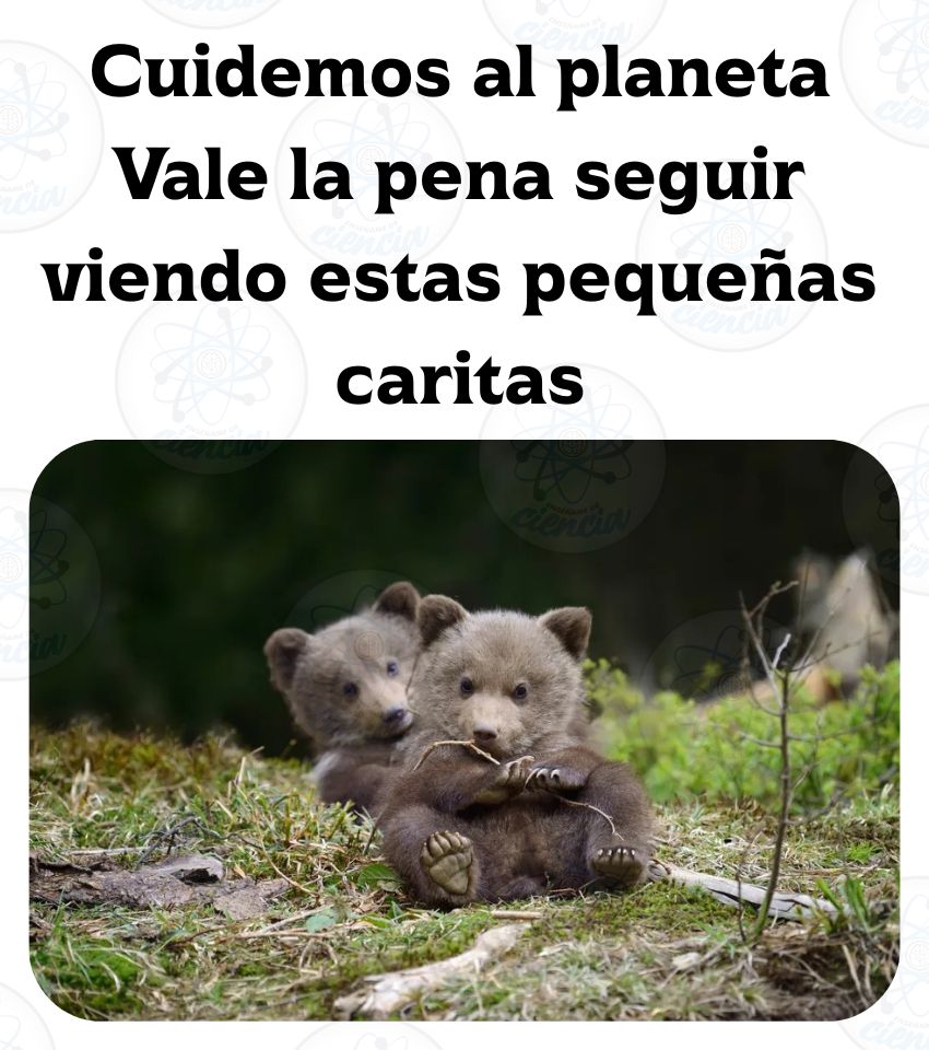 EnsedeCiencia's tweet photo. Cuidemos nuestro hogar 🌎🍃 https://t.co/iFT3vK7wMS