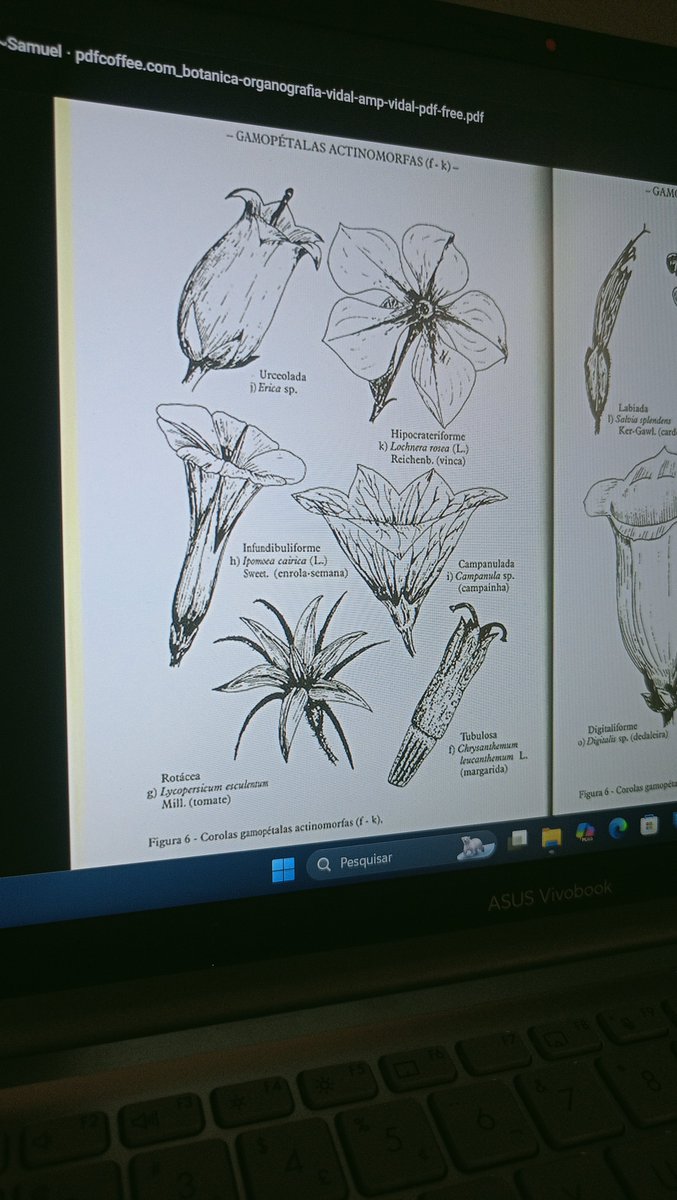 LEWLETICO's tweet photo. primeiro #studycam - aulinha de hoje, botânica organografica, aprendendo mais sobre a estrutura das plantas (odeio botanica) https://t.co/aJXwuYyeRS