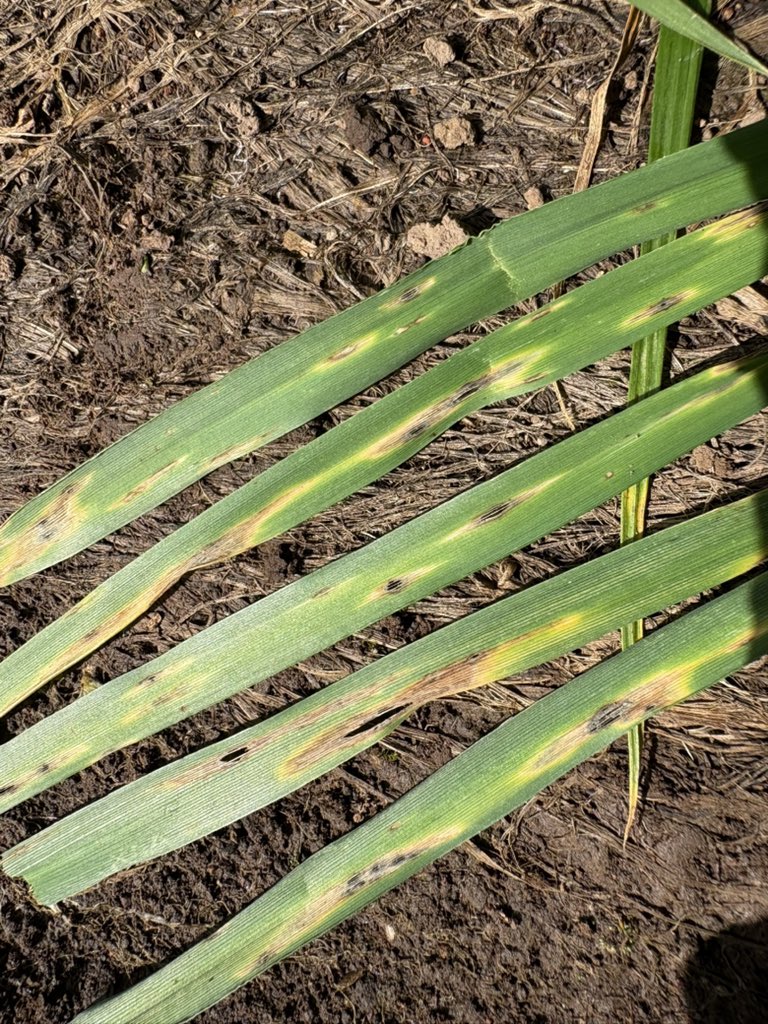 PastureGenetics's tweet photo. Mejoramiento genético de raigrás tetraploide por resistencia a brusone en Paraná, Brasil 🇧🇷

Hoy, nueva instancia de selección 📝

1/3 síntomas de la enfermedad https://t.co/xO7p4SCKo0
