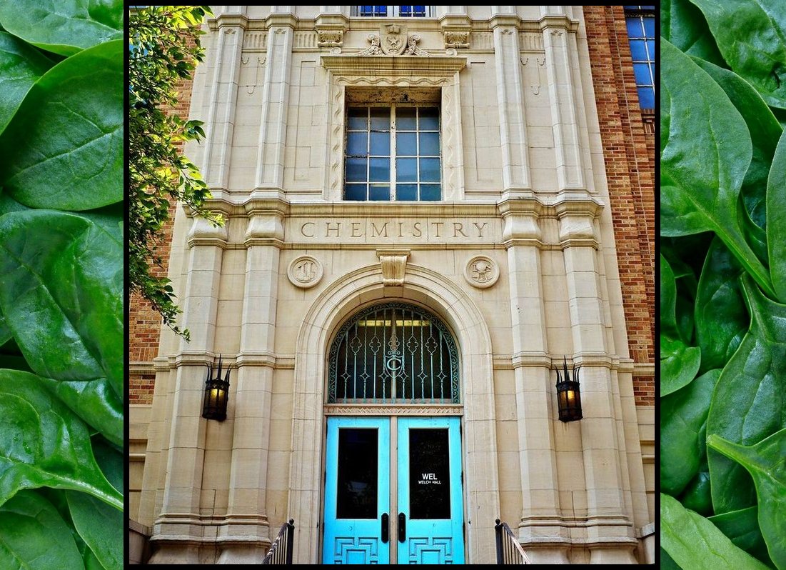 JimNicar's tweet photo. Did you know?  

September 16, 1941 - 85 years ago - @UTAustin chemists discovered and named folic acid after distilling *four tons* (yes, 8,000 pounds!) of spinach. Wheelbarrows full of the leafy greens made their way to the lab in Welch Hall.

What starts here . . . 🤘 https://t.co/9MAob9bpFv