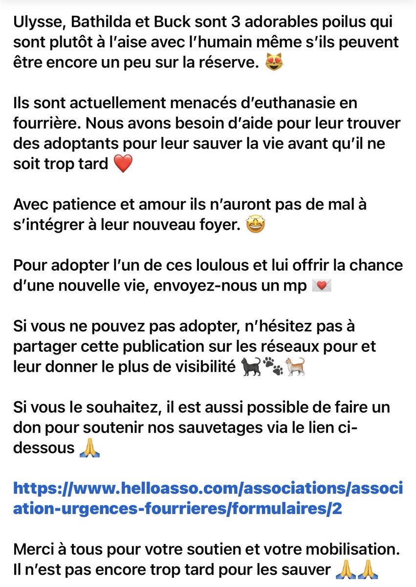 MAROBA3807's tweet photo. ‼️‼️⚠️URGENCES FOURRIÈRES DE BRETAGNE⚠️⚠️⚠️‼️‼️‼️‼️
Il y a encore 8 boules de poils à l’adoption, qui risquent l’euthanasie si personne ne s’est proposé vendredi. 
Lien vers le site FBK d’UFB :
https://t.co/ks5MGAsaGB

Zoom sur les 3 craintifs et sociables ⤵️ 
MERCI DE PTG !!! https://t.co/YVsIKrRh3P