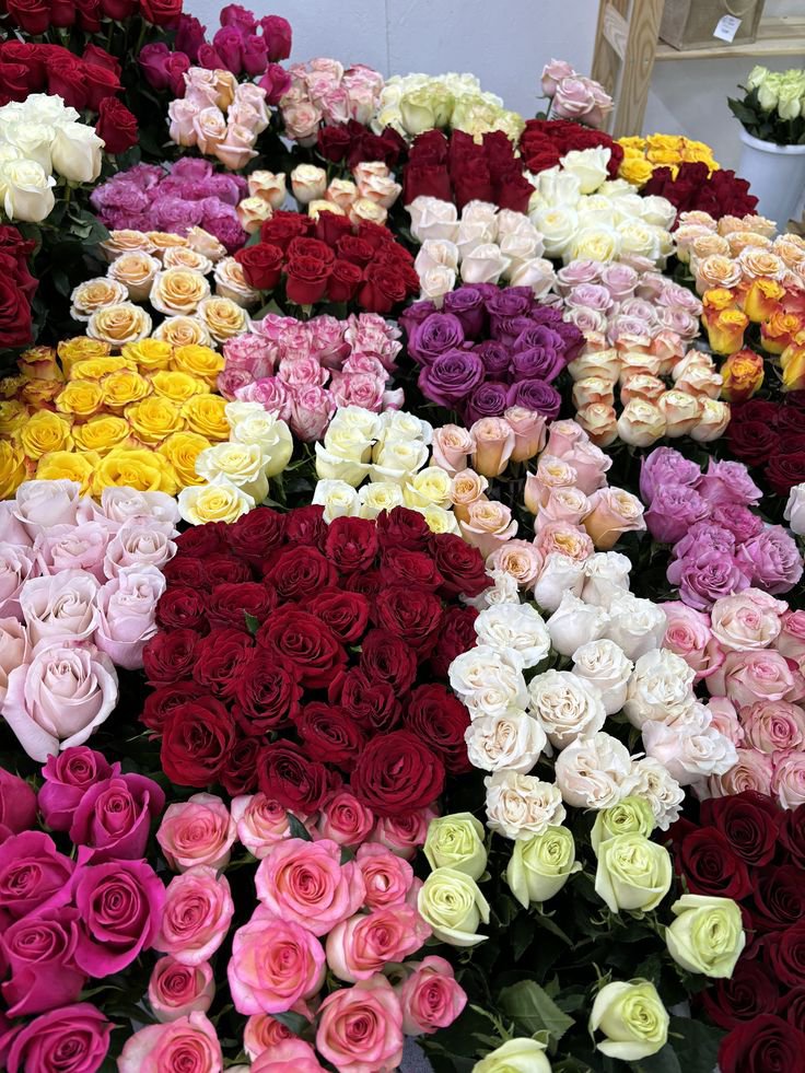 tutututututulip's tweet photo. https://t.co/EhC3CbIYu3