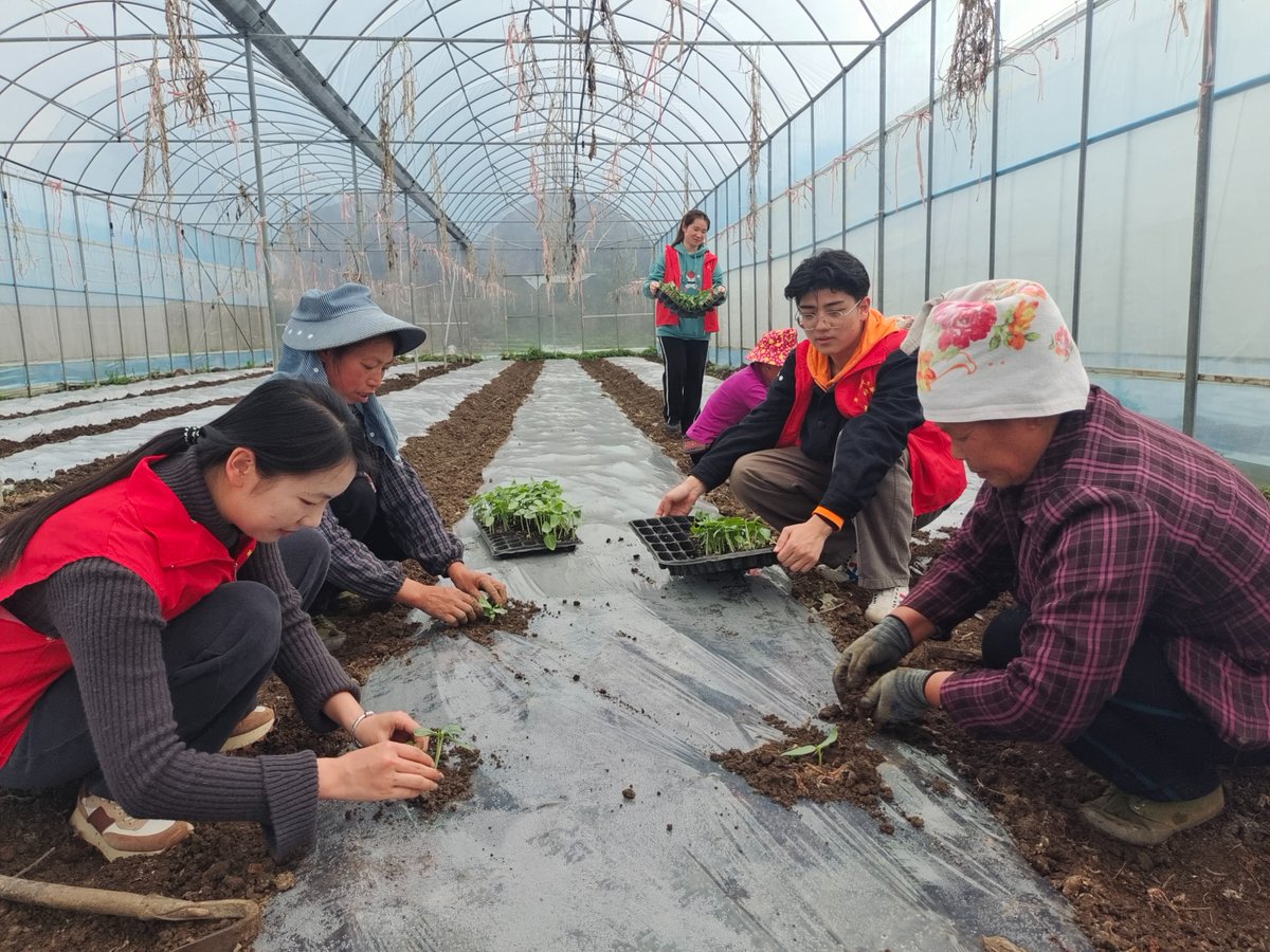 cindg881843's tweet photo. Community Garden Work Day this Sat 9AM! Help plant veggies, make new neighbors, and feed local food-insecure families. All tools u0026 snacks provided—just bring your energy! https://t.co/QrgbLVipoj