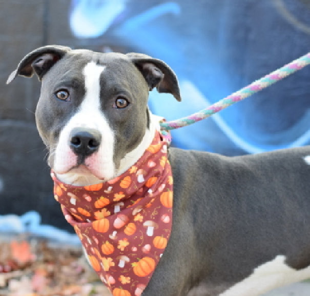 magalys_rios's tweet photo. #Foster #ADOPT #Pledge
     Adorable #CHIEF #212998
How is it possible this gorgeous boy has not been adopted yet⁉️
        2 yr old 48.6 lbs boy
       NYCACC Manhattan  2️⃣0️⃣ days
  #ADULTonly 🏡
Bio⬇️

https://t.co/GpbtxnFKbt

DM @notthesameone2 to 🛟 https://t.co/AlGMupDdkx