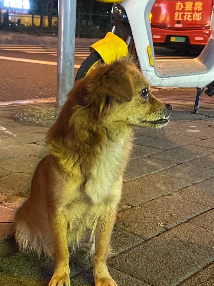 KathrinBalkus's tweet photo. My pup finally mastered sitting on command  Watching them grow from a wobbly furball to a smart little buddy is the best feeling ever! https://t.co/DMS0juvuZD