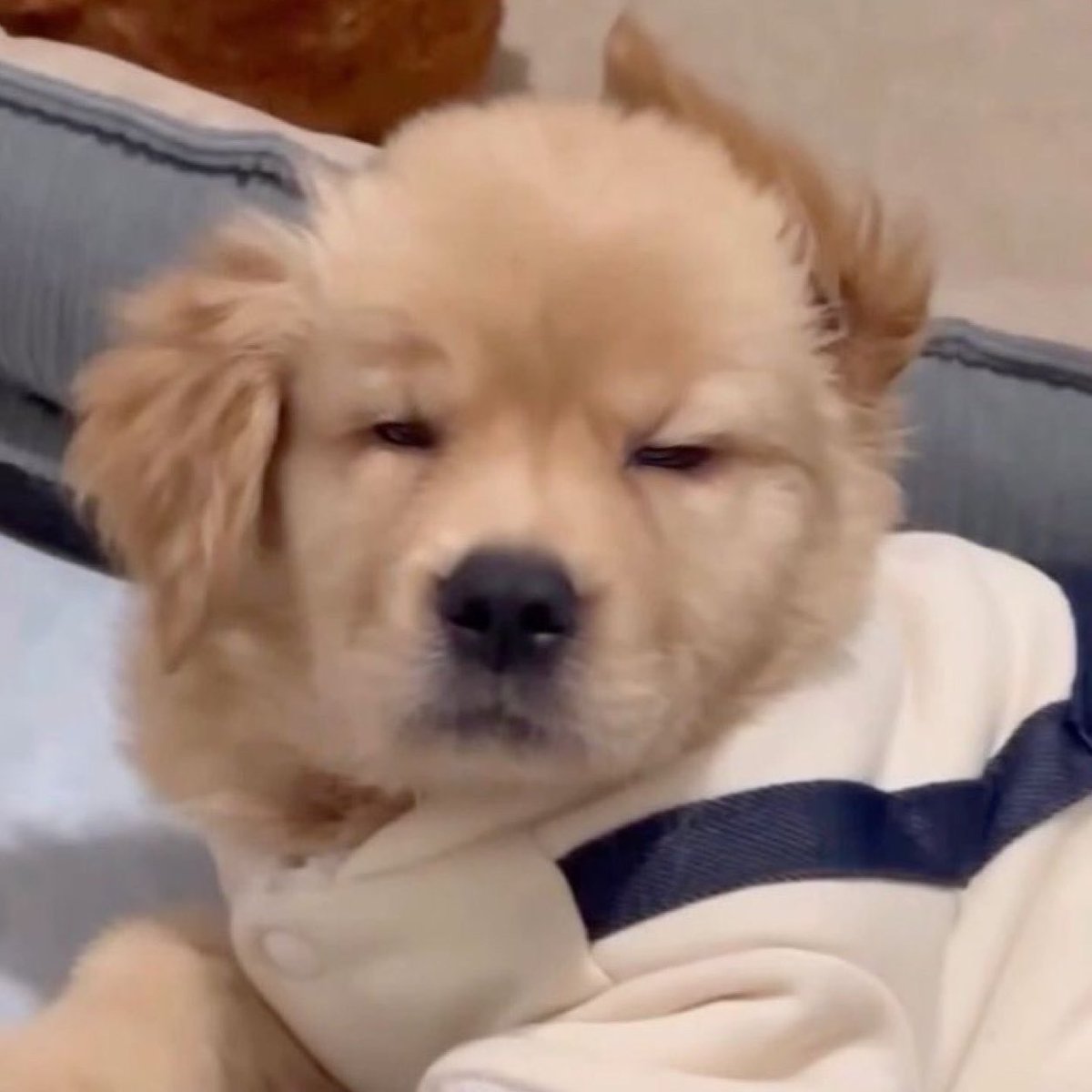 puppycalling_ tweet picture